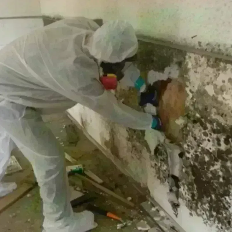 Mold Remediation and Removal in Weatogue, CT